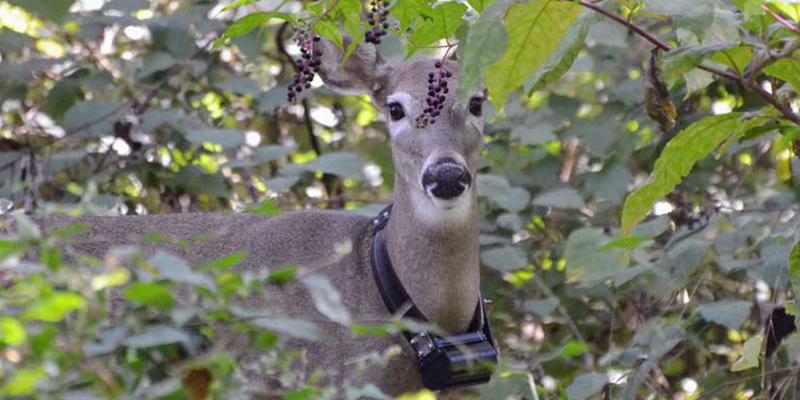 deer in bushes with tracking collar
