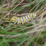 A monarch in its caterpillar stage