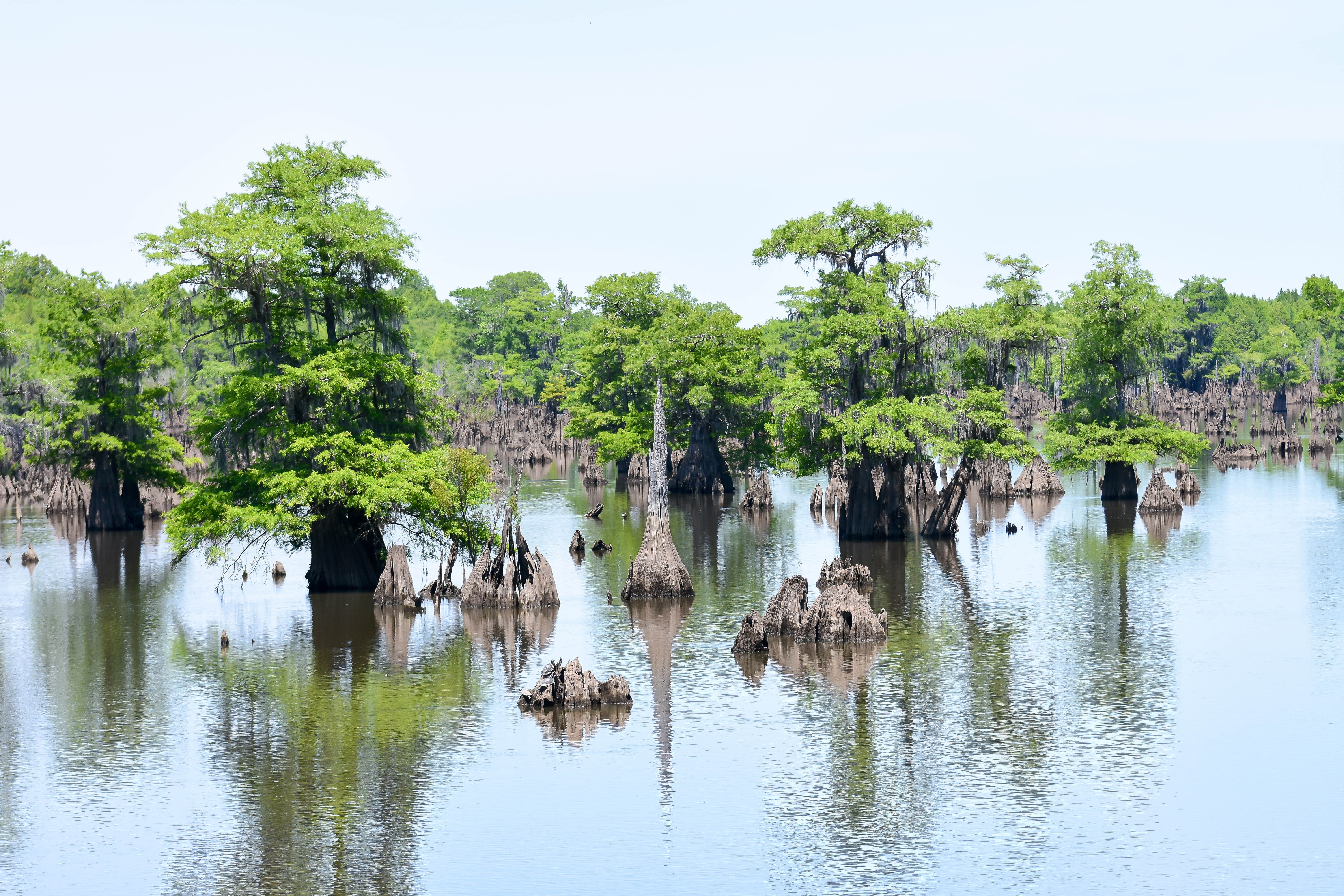 Dead Lakes