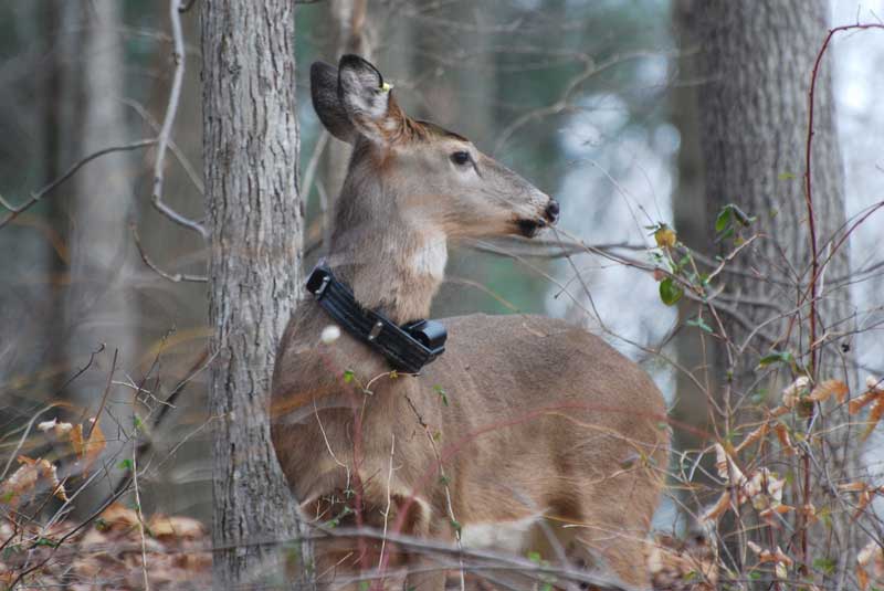 deer in forest with tracking collar