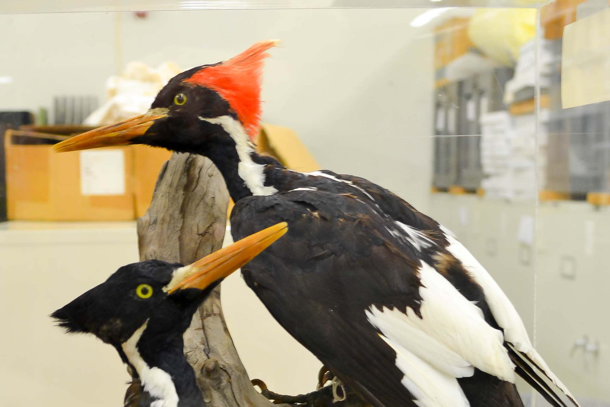 Ivory Billed Woodpecker Birds