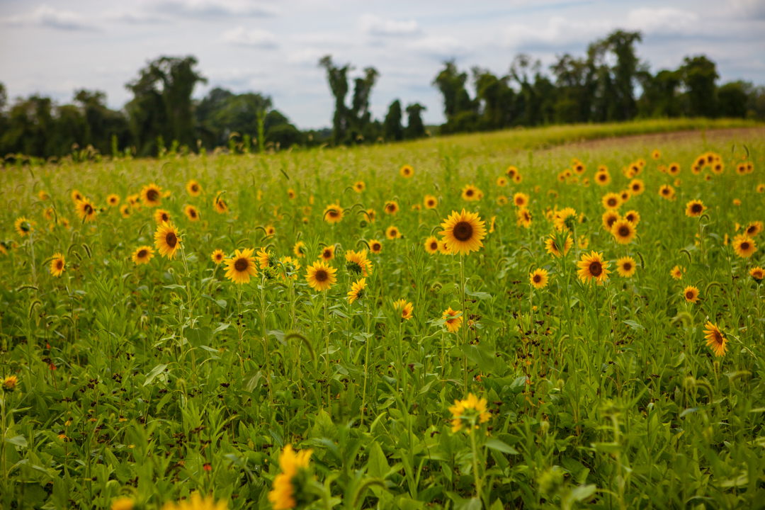 Sunflowers growing in North Campus