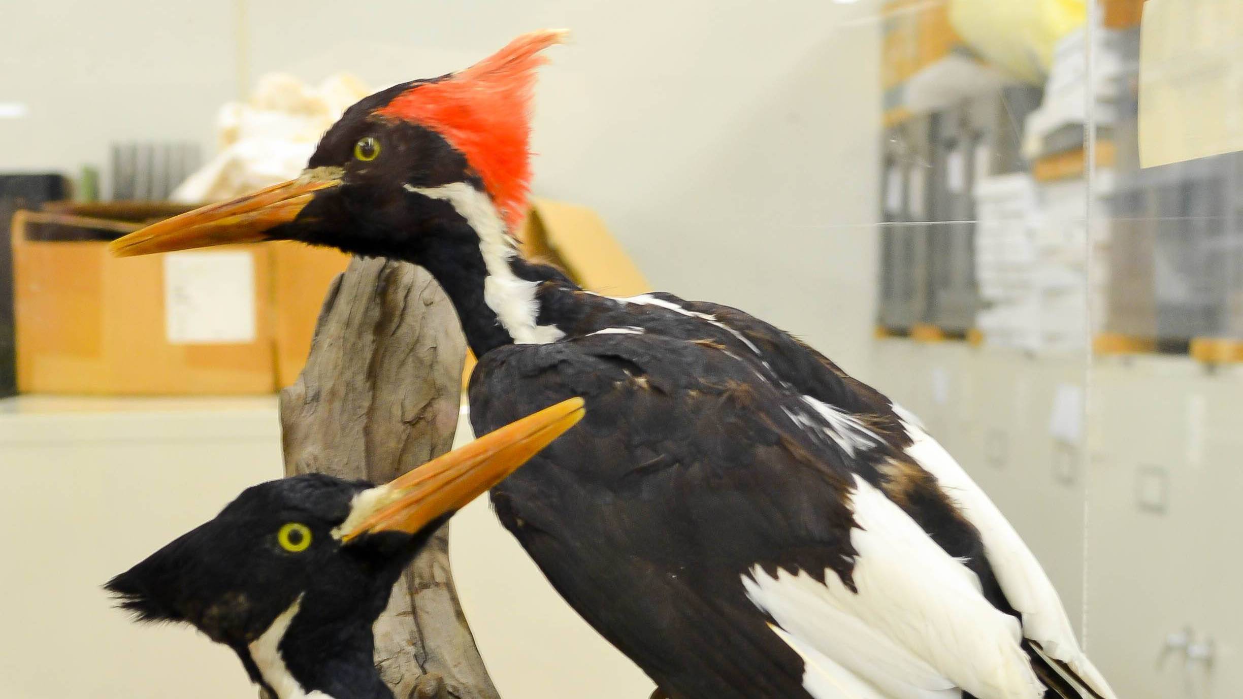 Ivory-billed Woodpecker displayed in museum