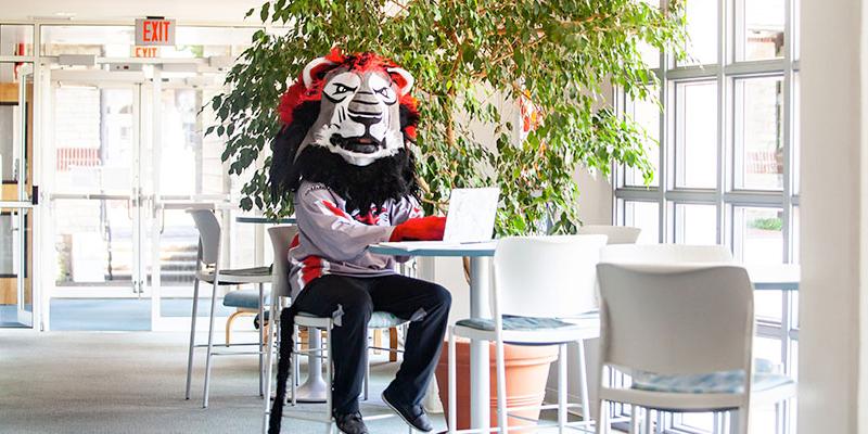 Leo the lion mascot works on a computer at Bryn Athyn College