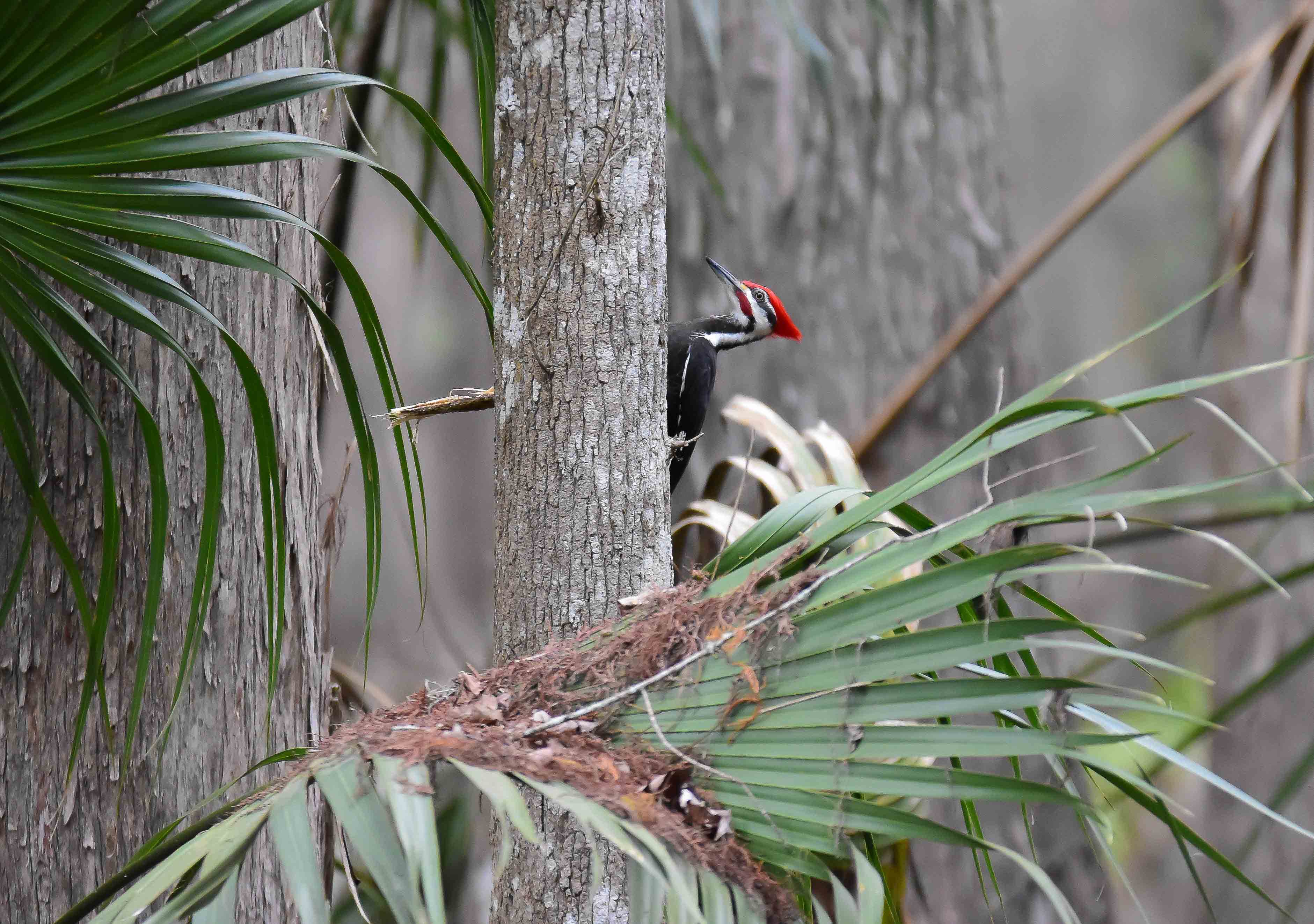 Pileated Woodpecker