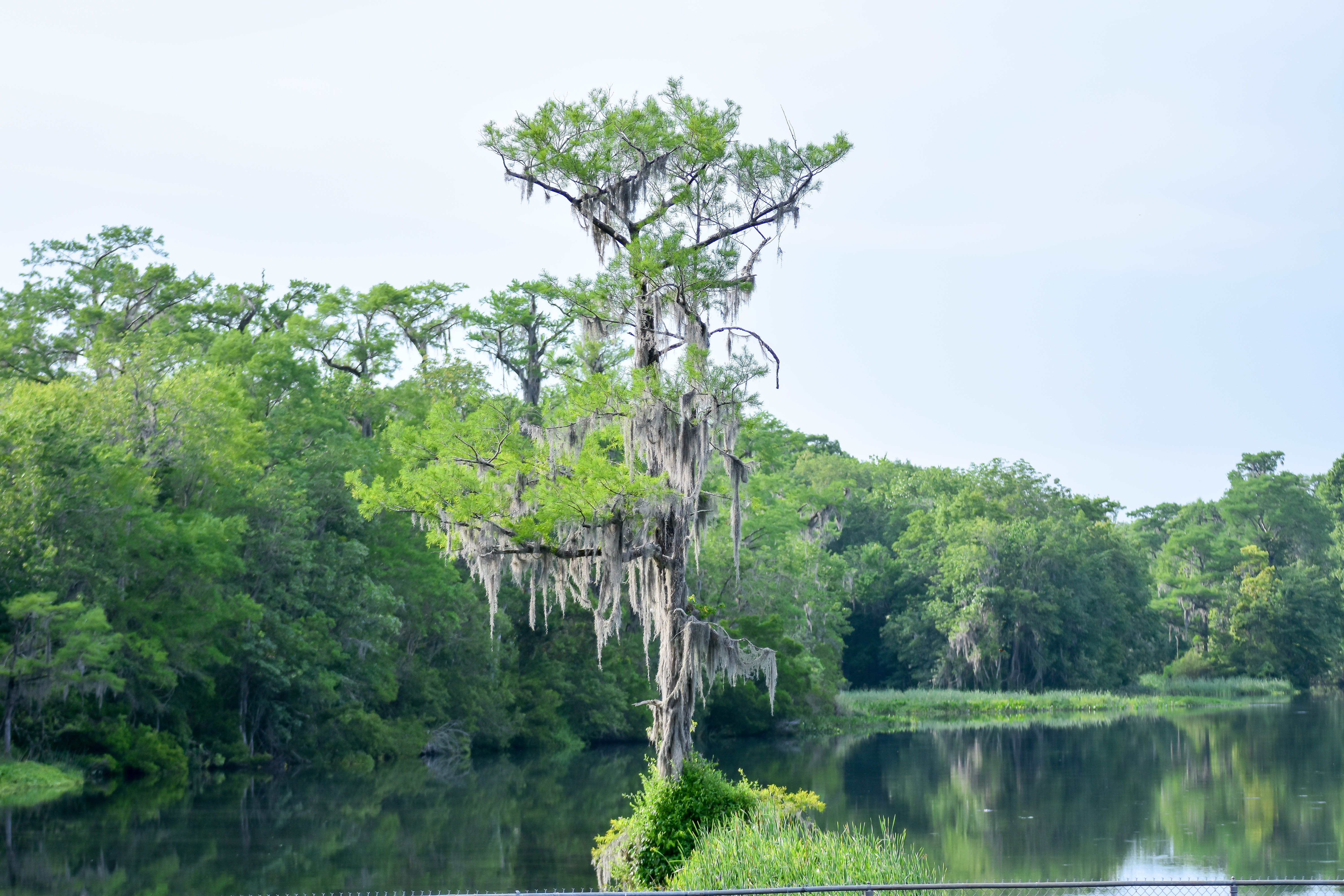 Wakulla River