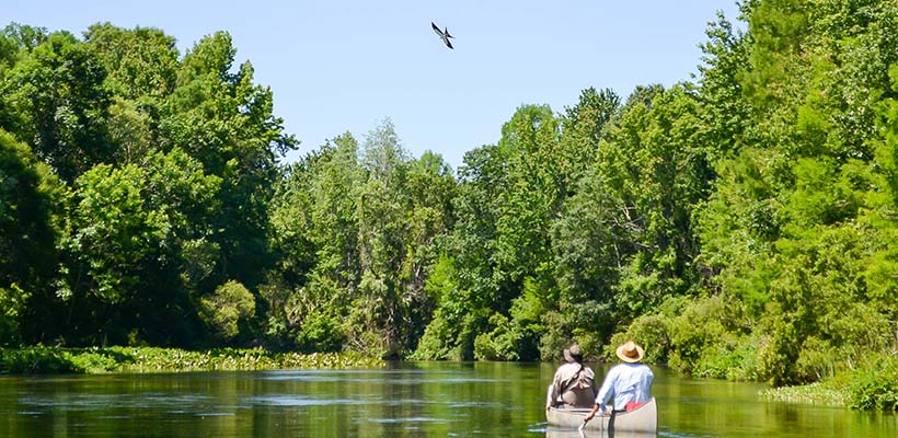 Bryn Athyn College professors in a canoe, gliding down a lazy waterway in the Florida swamps, observing a large bird swooping overhead.
