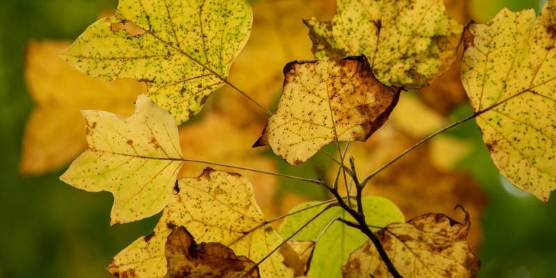 Yellow leaves with green background