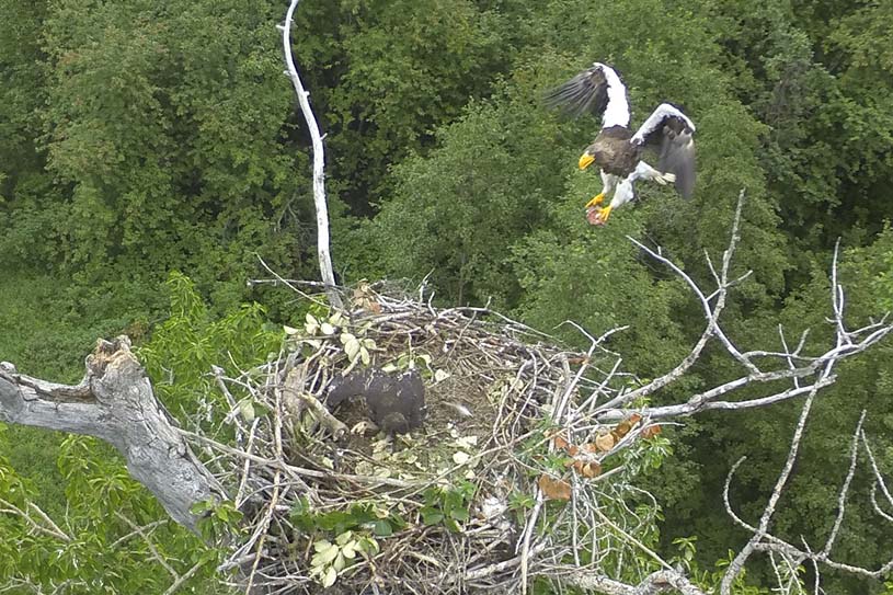 A Stellars Sea Eagle landing in its nest high in a tree